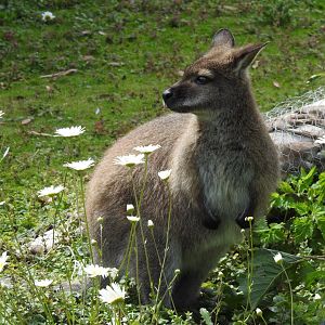 Red-Necked Wallaby (Macropus rufogriseus rufogriseus)