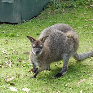 Red-Necked Wallaby (Macropus rufogriseus rufogriseus)