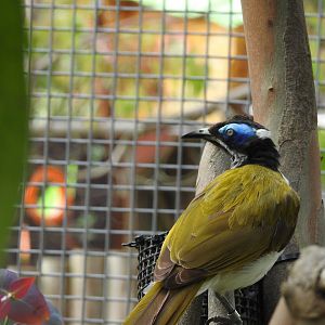 Blue-Faced Honeyeater (Entomyzon cyanotis)