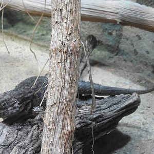 Northern Curly-Tailed Lizard (Leiocephalus carinatus)