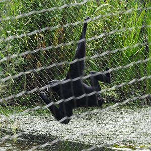 Siamang (Symphalangus syndactylus)