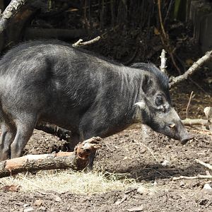 Negros Island Warty Pig (Sus cebifrons negrinus)