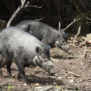 Negros Island Warty Pigs (Sus cebifrons negrinus)