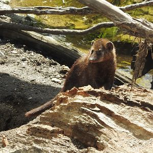 Cusimanse (Crossarchus obscurus)