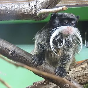 Bearded Emperor Tamarin (Saguinus imperator)