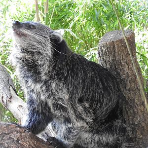 Binturong (Arctictis binturong)