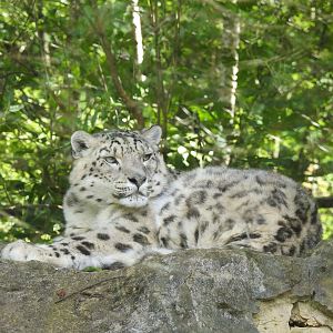 Snow Leopard (Panthera uncia)