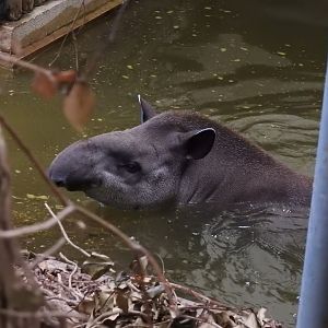 South American Tapir (Tapirus terrestris)
