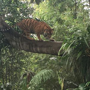Sumatran Tiger in Figtree Exhibit