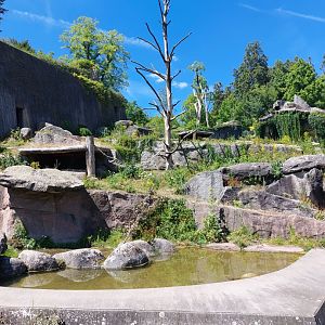 Spectacled bear exhibit