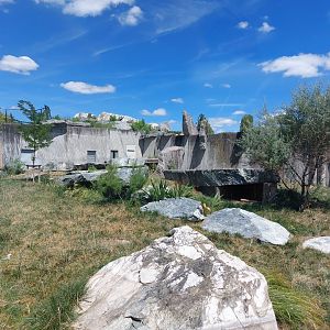 Cheetah enclosure - formerly polar bears