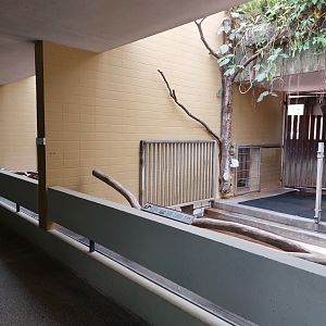 Malayan tapir indoor
