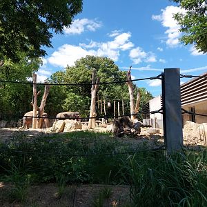 Asian elephant outdoord