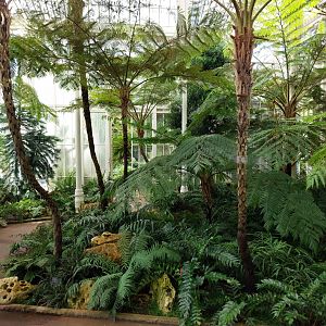 Fern greenhouse