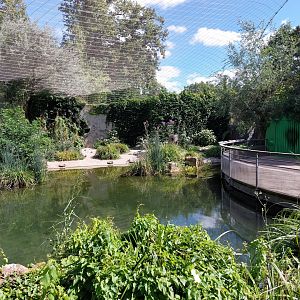 European walkthrough aviary