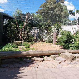 Australian walkthrough aviary