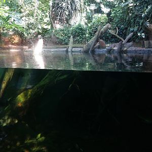 Rainforest house - Broad-snouted caiman enclosure