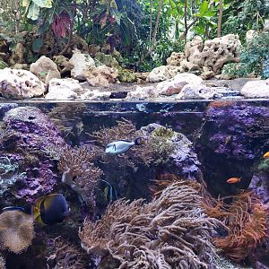 Coral reef tank