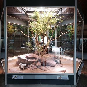 Aquarium - Frilled lizard terrarium