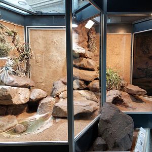 Aquarium - N-American lizards