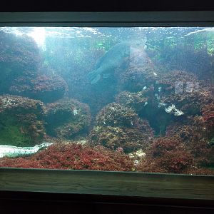 Aquarium - Mediterranean tank example