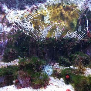 Aquarium - Mediterranean tank example