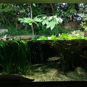 Aquarium - N-American landscape tank