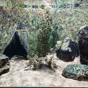 Aquarium - Smaller N-American fish