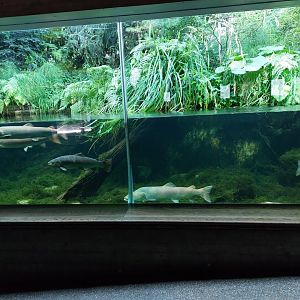 Aquarium - European landscape aquarium