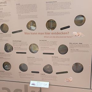 Small mammal & bird house - Naked mole rats