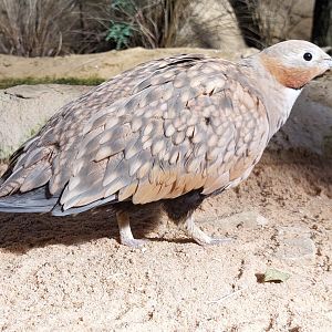Small mammal & bird house - Sandgrouse