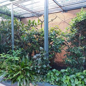 Small mammal & bird house - King bird of paradise and fruit dove aviary
