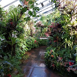 Bromeliad and orchid greenhouse