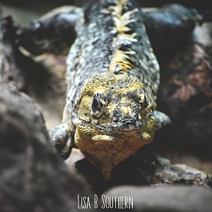 Utila Spiny-Tailed Iguana