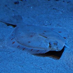European plaice (Pleuronectes platessa)