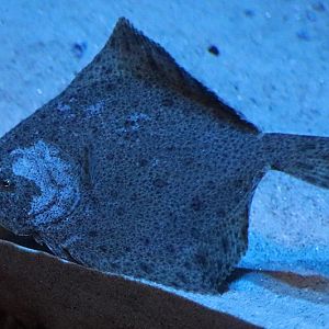Turbot (Scophthalmus maxima)
