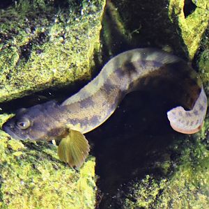 Viviparous eelpout (Zoarces viviparus)