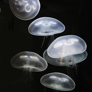 Common jellyfish (Aurelia aurita)