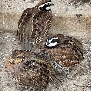 Quail ID?