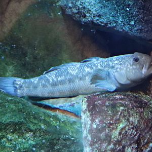Round goby (Neogobius melanostomus)