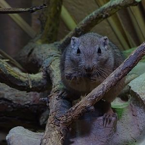 Fat sand rat (Psammomys obesus) (07/22)