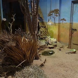 Enclosure for fat sand rats (07/22)
