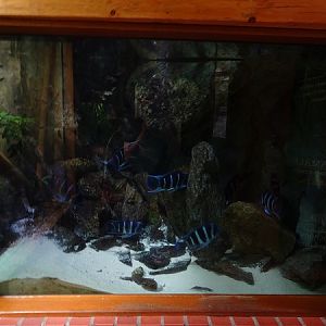 Tank for Blue humphead cichlid & Many-spotted synodontis (07/22)