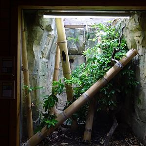 Terrarium for Standing's day gecko & Madagascar tree boa (07/22)