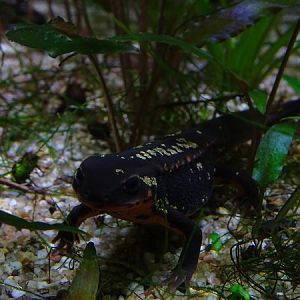 Okinawa sword-tail newt (Cynops ensicauda popei) (07/22)