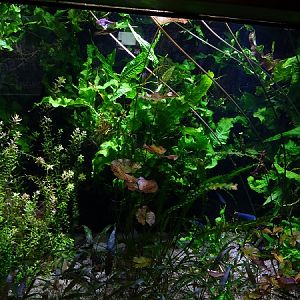 Tank for sword-tail news & others (07/22)