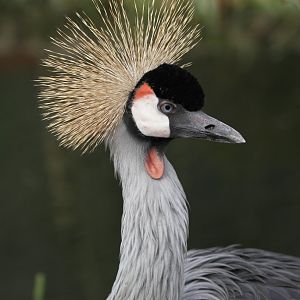 Grey Crowned Crane