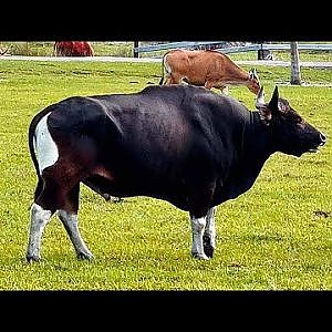 Wild Florida Drive-Thru Safari Park - YouTube