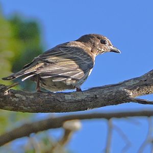 Female figbird (?)