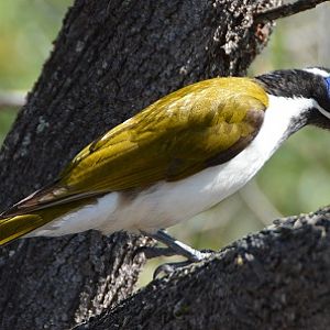 Blue-cheeked honeyeater